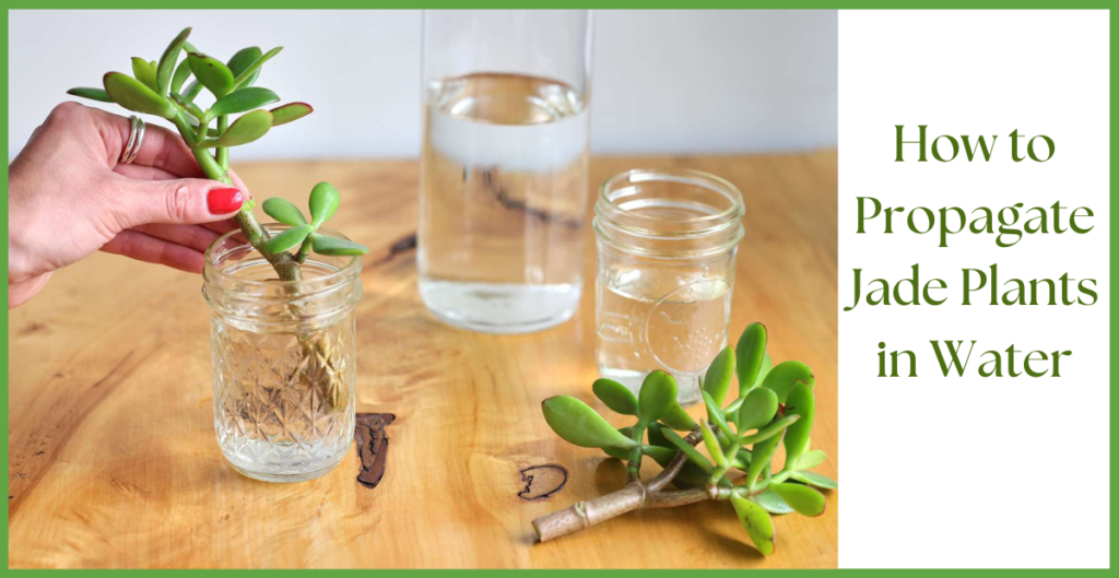 How To Propagate a Jade Plant? 14 How to Propagate Jade Plants in Water
