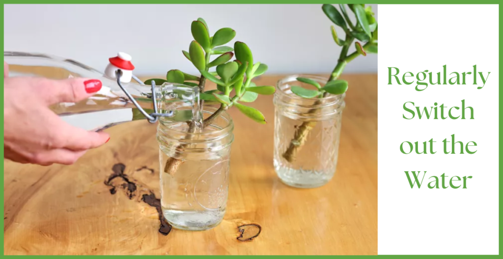 How To Propagate a Jade Plant? 19 last photo