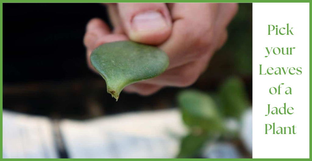 How To Propagate a Jade Plant? 9 pick a leaf 1