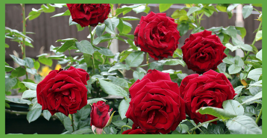 महाशिवरात्रि के मौके पर शिव पूजा में उपयोग होने वाले 5 रहस्यमयी पौधे 5 rose 1