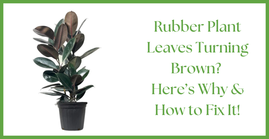 Rubber Plant
