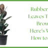 Rubber Plant
