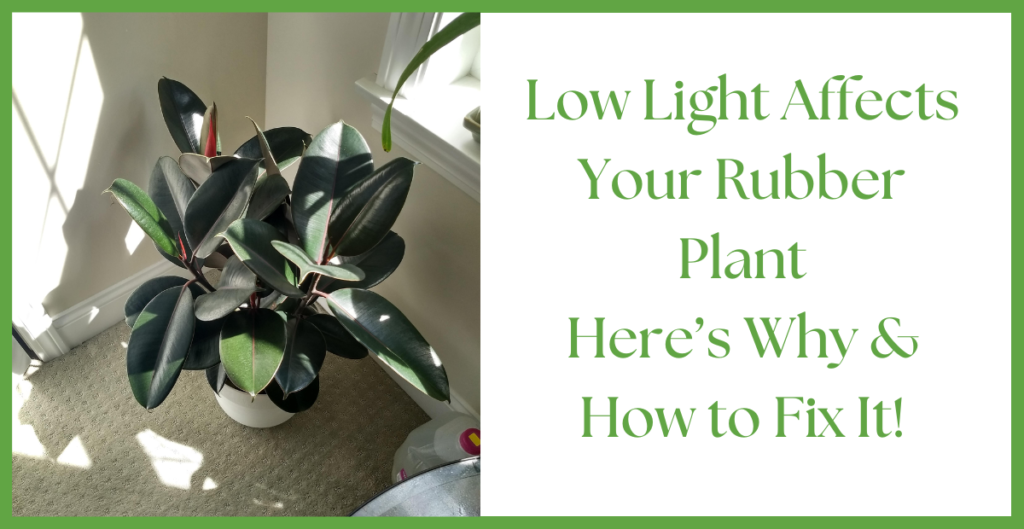 rubber plant 4