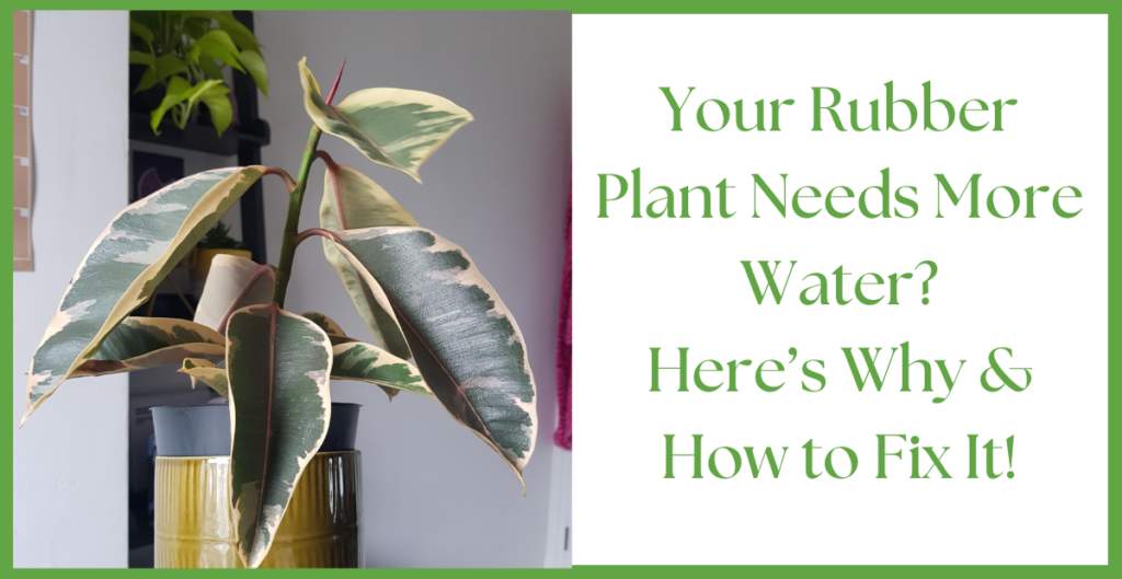 rubber plant 5