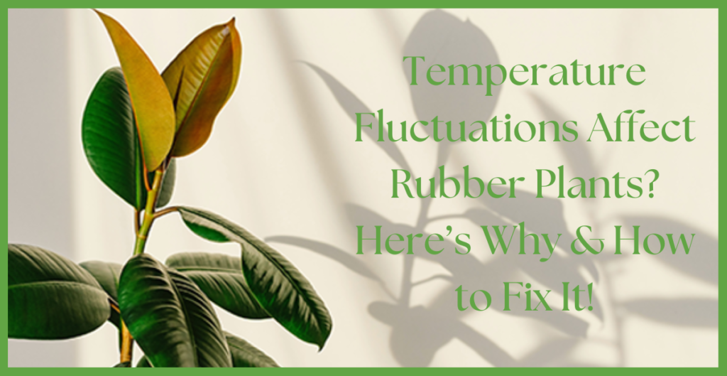 rubber plant 6