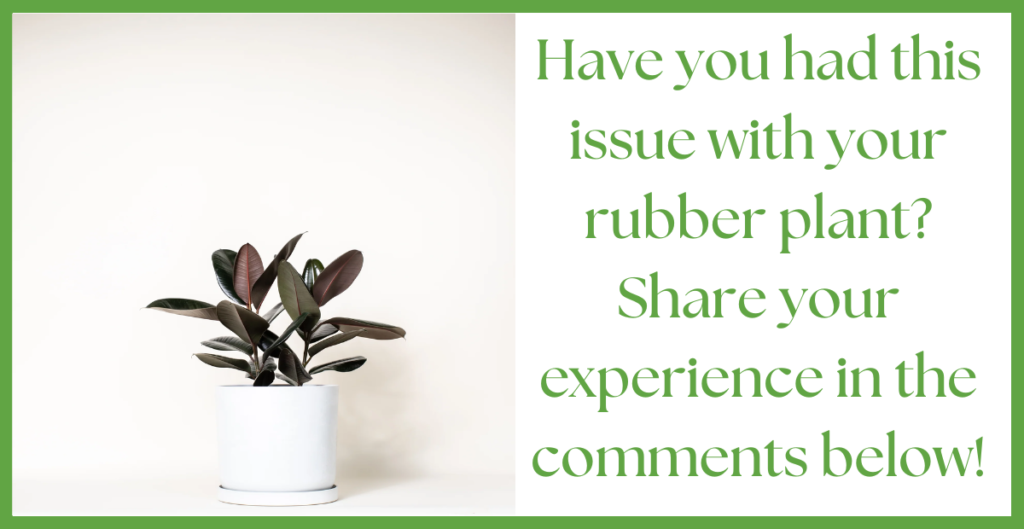 rubber plant 7