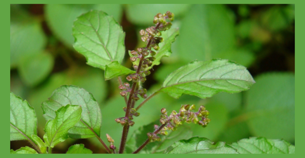महाशिवरात्रि के मौके पर शिव पूजा में उपयोग होने वाले 5 रहस्यमयी पौधे 6 tulsi