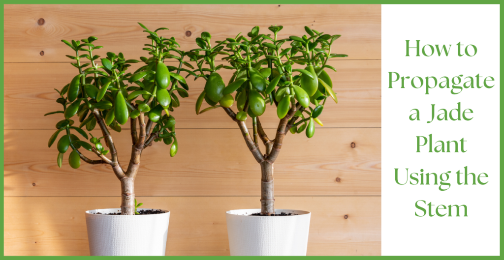 How To Propagate a Jade Plant? 3 How To Propagate a Jade Plant