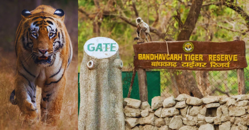 Top 10 National Parks in India That You Must Visit! 5 Bandhavgarh National Park Madhya Pradesh