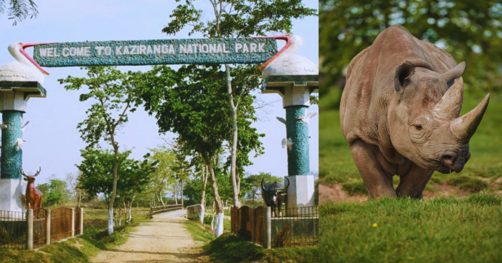 Top 10 National Parks in India That You Must Visit! 4 Kaziranga National Park Assam