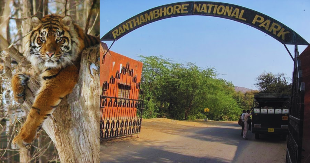 Top 10 National Parks in India That You Must Visit! 3 Ranthambore National Park Rajasthan