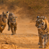 National Parks in India