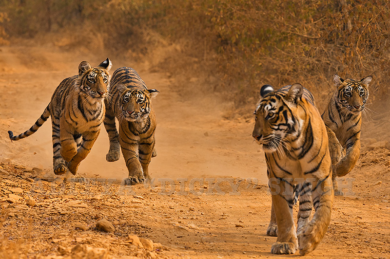 National Parks in India